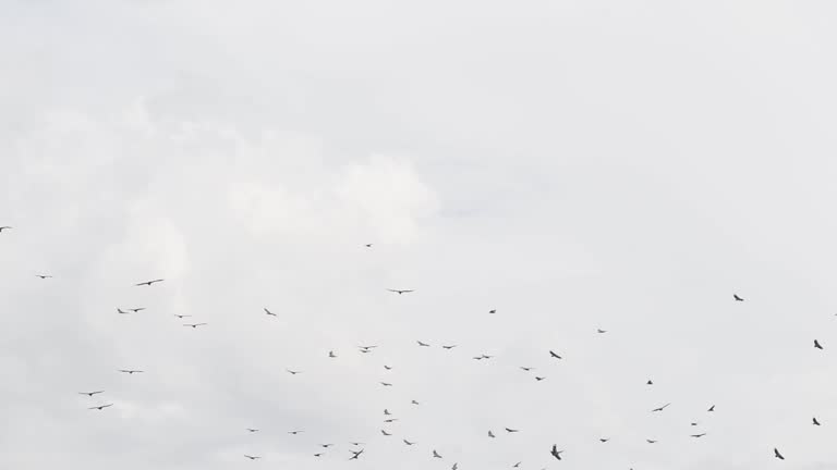 Colony of griffon vultures flying the skies