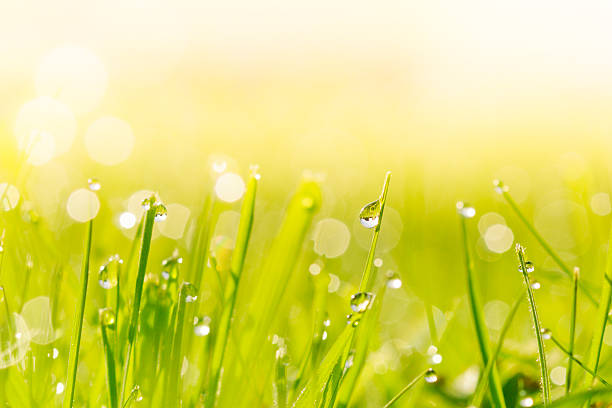 istock Morning dew on blades of grass during sunrise 177519066
