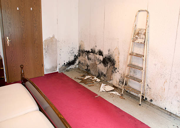 壁紙には、リビングルーム全体のモールド・シメル - mold damaged toxic mold mildew ストックフォトと画像