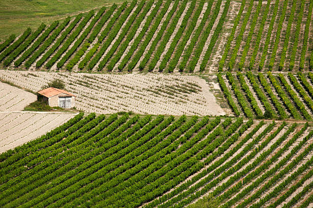 istock House in middle of the vineyards 177519312