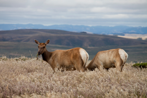 Tule Elk eating grass with beautiful mountain hills behind them