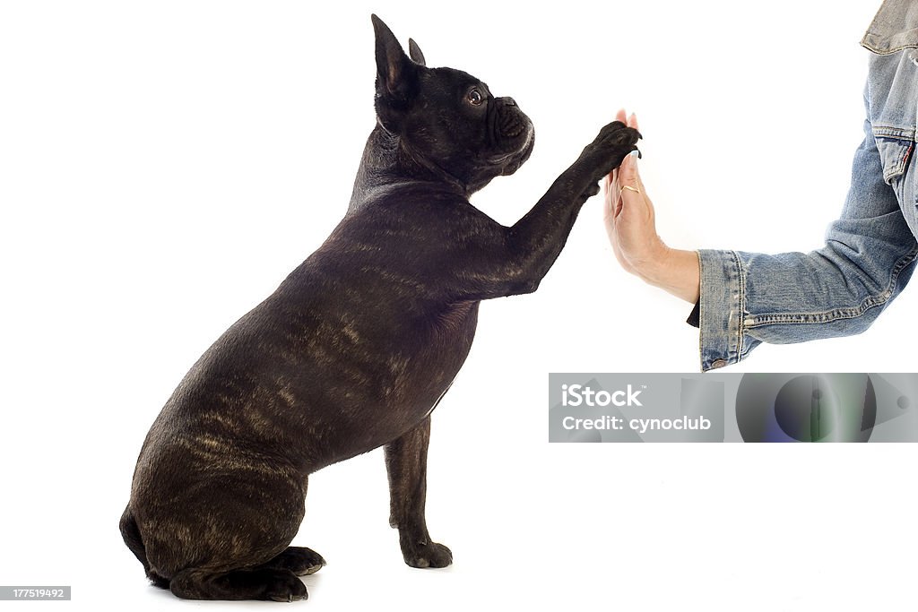 bulldog francés y pata - Foto de stock de Adulto libre de derechos