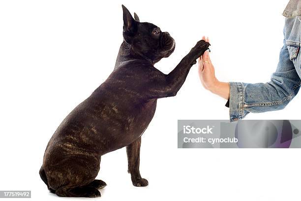 Bulldog Francés Y Pata Foto de stock y más banco de imágenes de Adulto - Adulto, Almohadillas - Pata de animal, Amistad