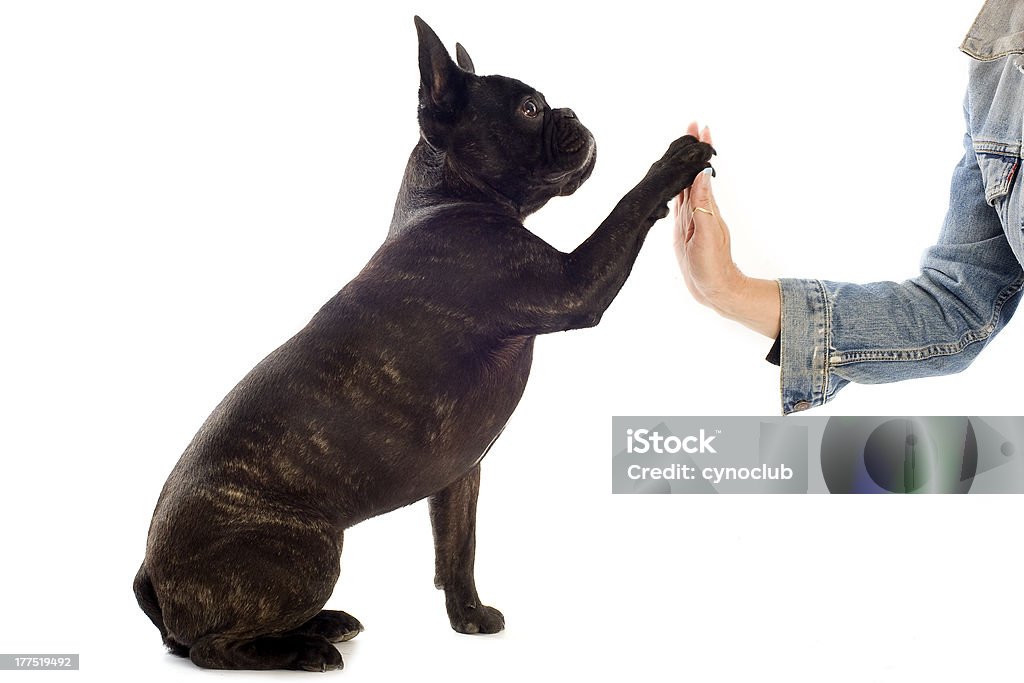 Buldogue Francês e Pata - Foto de stock de Adulto royalty-free