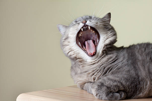 British cat yawning with mouth wide open and shows fangs