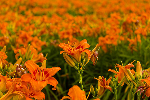 A field of Daylilies (Hemerocallis) on a spring day in North Carolina.