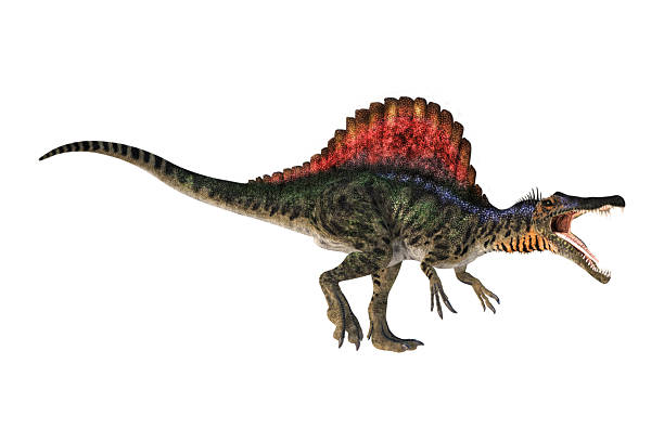 Spinosaurus on White Background A digital render of a Spinosaurus dinosaur isolated on a white background. He is stalking agressively. spinosaurus stock pictures, royalty-free photos & images