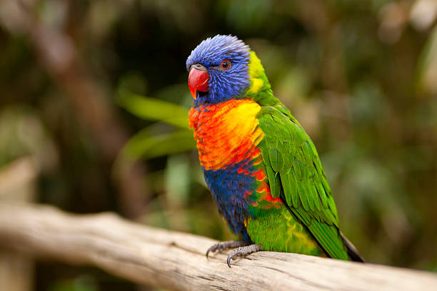 istock Tropical Bird at the Zoo 177519875