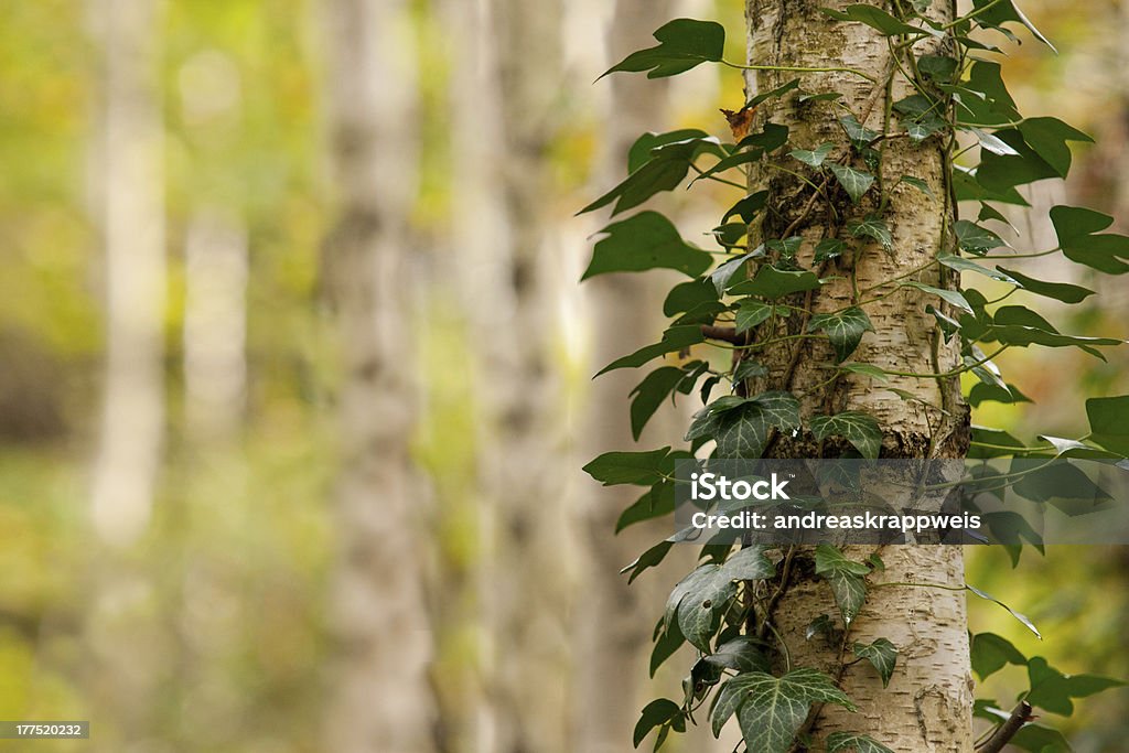 Birch Tree Forest "Birch Tree Forest, Ivy climbing on a Trunk" Aspen Tree Stock Photo