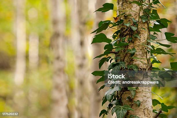Birch Tree Forest Stock Photo - Download Image Now - Aspen Tree, Autumn, Backgrounds