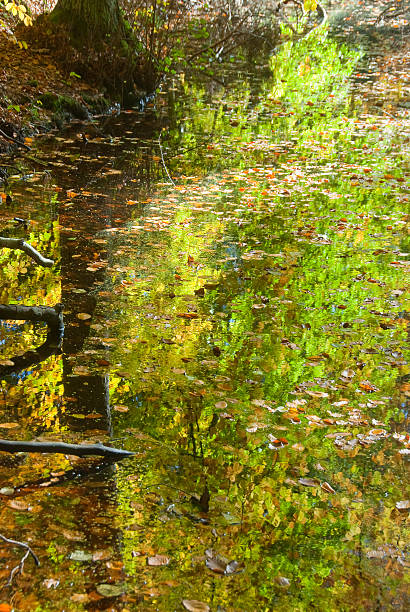 herbst foliagé reflexion - foliagé stock-fotos und bilder