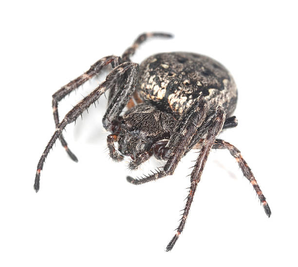 istock Orb-weaver spider isolated on white background, macro photo 177520378