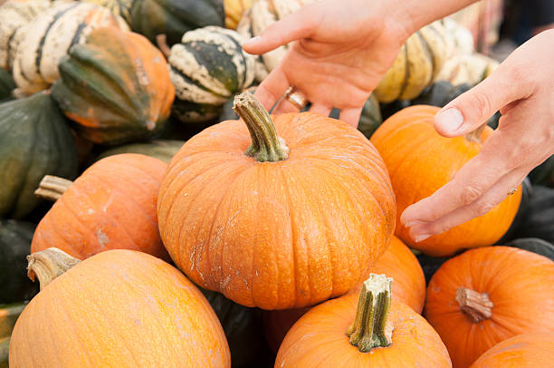 istock Two hands form reach for the best pumpkin 177520609
