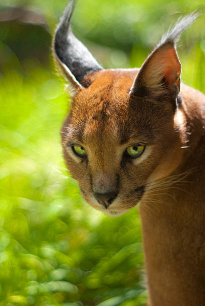 istock Close up of a caracal 177520624