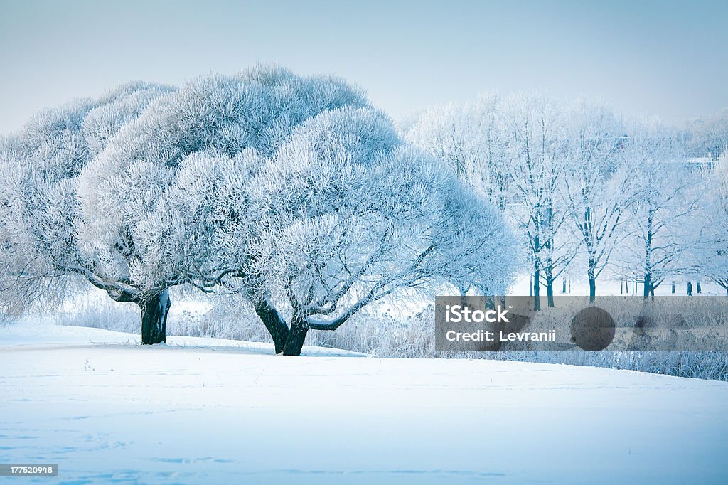 Árboles de invierno - Foto de stock de Aguanieve libre de derechos