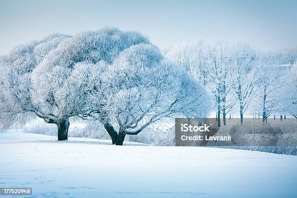 Árvores De Inverno - Fotografias de stock e mais imagens de A nevar - A nevar, Ao Ar Livre, Azul