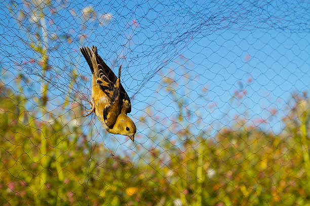 American Golden Finch