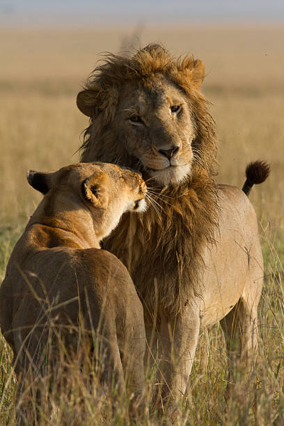 istock African Lions greeting, Masai Mara 177521204