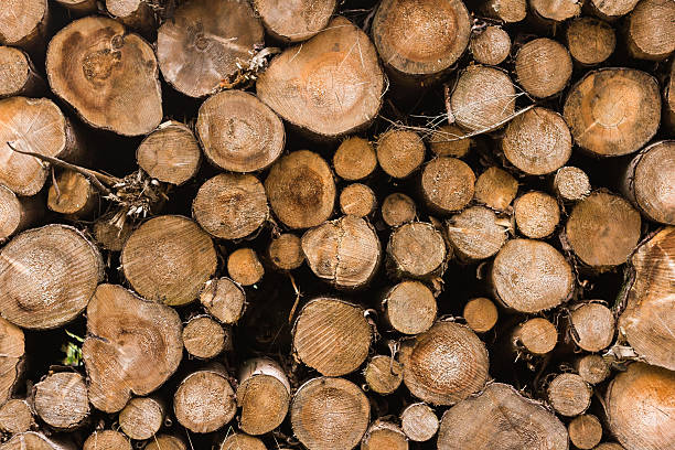 Stack Of Logs Closeup of a huge pile of logs in different sizes. FL-photography stock pictures, royalty-free photos & images