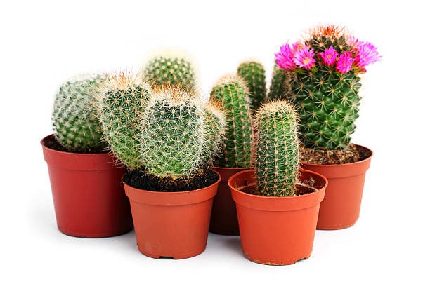 istock Collection of cactuses in a pot, over white 177521446