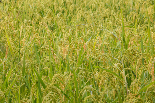 Close up shot of a Golden Paddy Field
