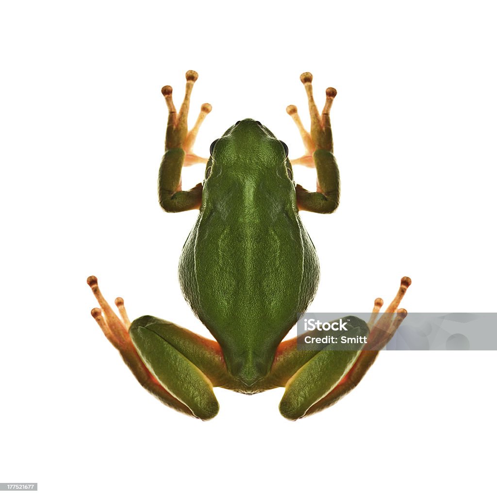 Tree_frog - Foto de stock de Anfibio libre de derechos