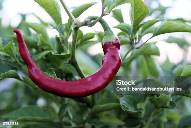 Peperone Rosso - Fotografie stock e altre immagini di Cibo - Cibo, Composizione orizzontale, Fotografia - Immagine