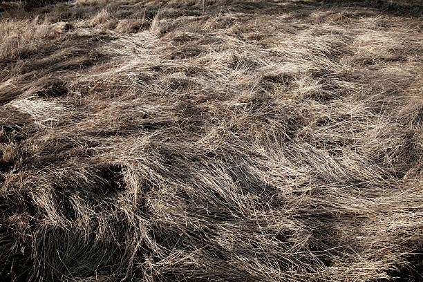 잔디 배경기술 - long grass uncultivated plant stage plant condition 뉴스 사진 이미지