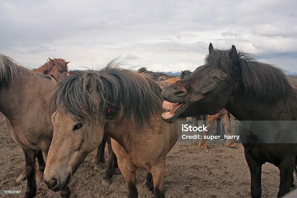 Icelandic horse Animal Stock Photo
