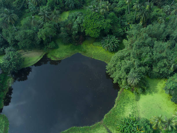 istock Ariel view shot of deep green forest jungle 1775222911