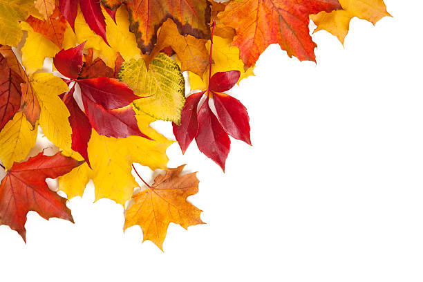 istock Group of colorful autumn leaves 177522361