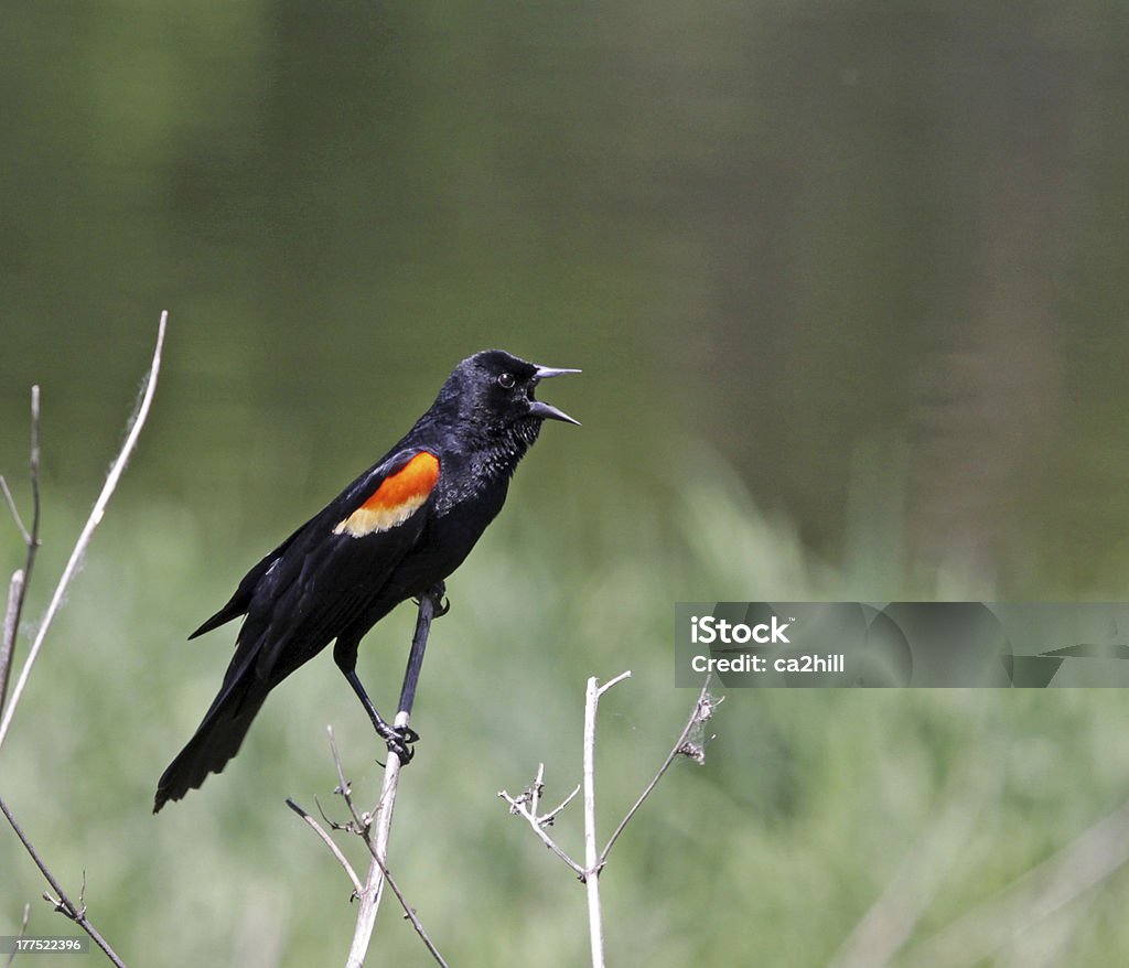 Red-winged Blackbird Screeching "A male Red-winged Blackbird (Agelaius phoeniceus) singing from a perch.  Shot in Kitchener, Ontario, Canada." Animal Stock Photo