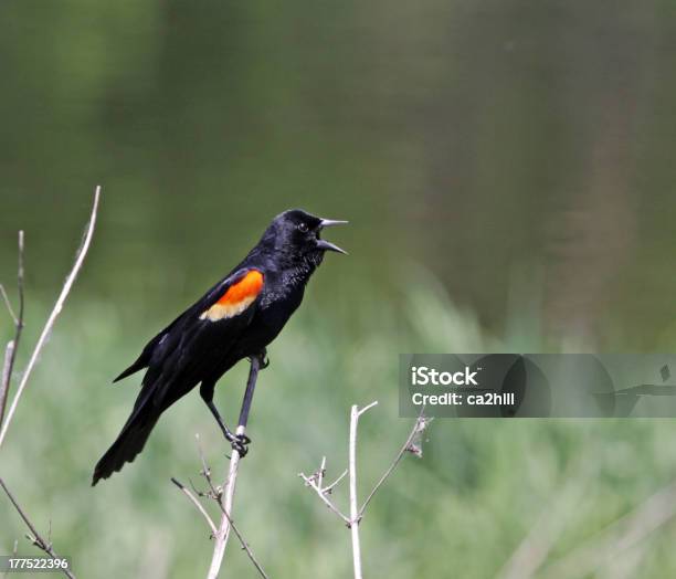 Redwinged Blackbird Screeching Stock Photo - Download Image Now - Animal, Animal Call, Bird