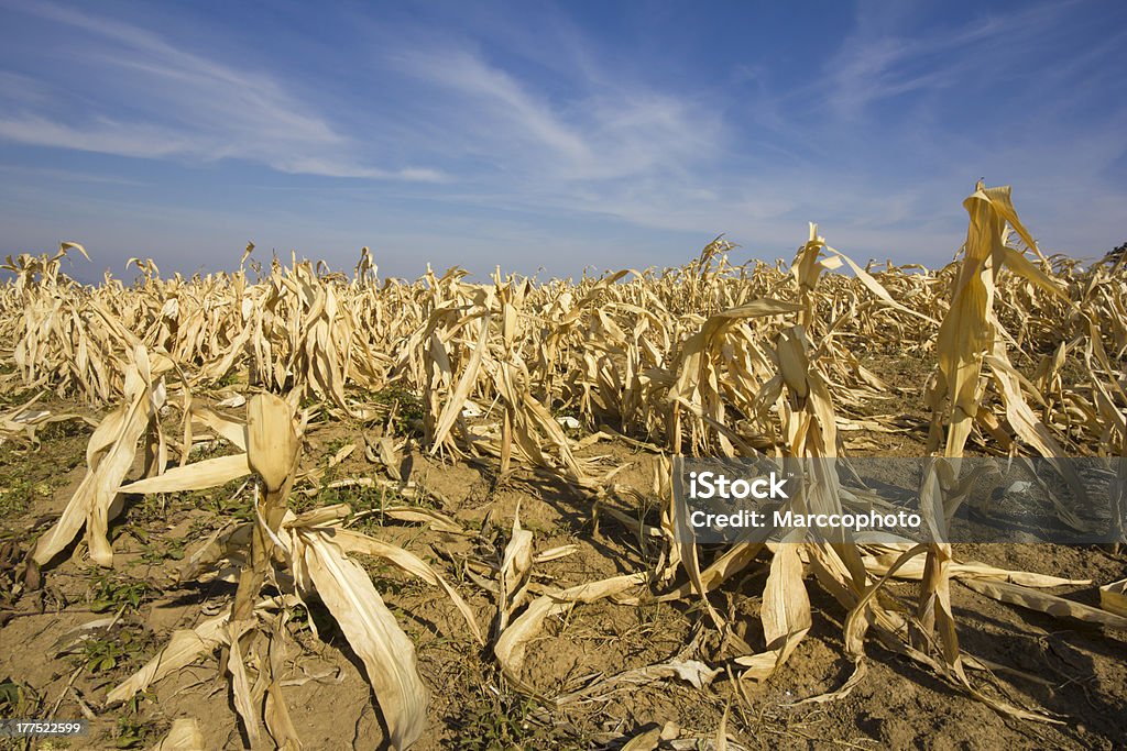 Devastado corn field como resultado del largo tiempo de la sequía. - Foto de stock de Sequía libre de derechos