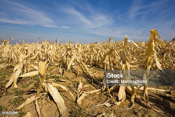 Devastado Corn Field Como Resultado Del Largo Tiempo De La Sequía Foto de stock y más banco de imágenes de Sequía