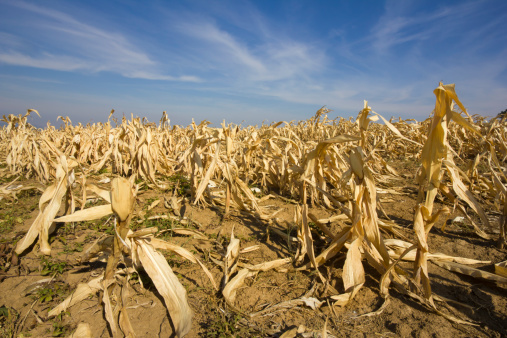corn field destroyed by the drought.concept :hunger and natural disaster. photo is taken with DSLR camera and wide angle lens on hot, summer day.