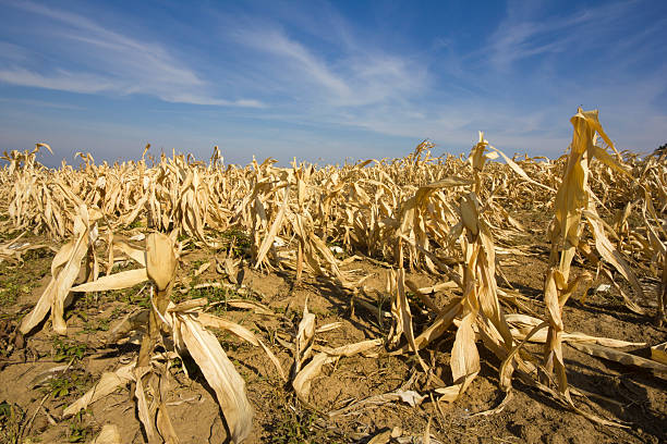 devastated corn field as a result of long time drought. corn field destroyed by the drought.concept :hunger and natural disaster. photo is taken with DSLR camera and wide angle lens on hot, summer day. drought stock pictures, royalty-free photos & images
