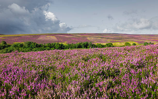 istock Heather in bloom, North York Moors, Yorkshire, UK 177523077