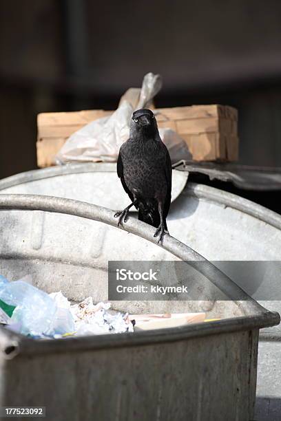 Vogel Auf Der Müllkippe Stockfoto und mehr Bilder von Einzelhandel - Konsum - Einzelhandel - Konsum, Erdreich, Fotografie