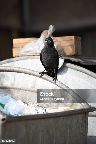야생조류 On 쓰레기 수거장 0명에 대한 스톡 사진 및 기타 이미지 - 0명, 검은색, 루크