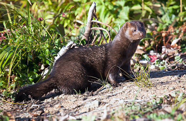 American Mink Profile of a mink along the bank of a stream.  Autumn in Minnesota. american mink stock pictures, royalty-free photos & images