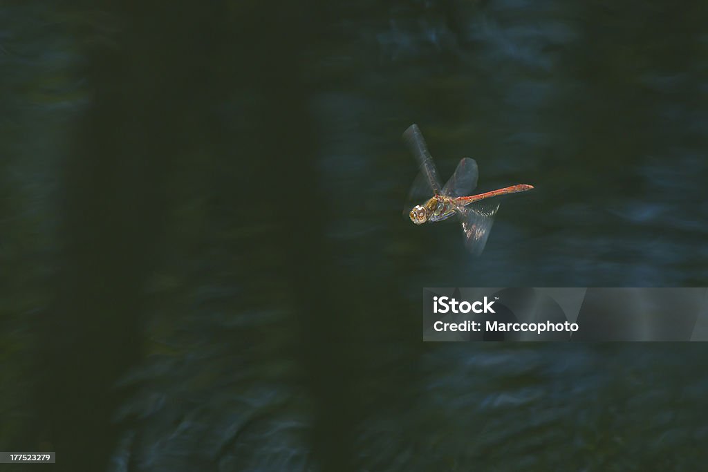 Libelle im Flug - Lizenzfrei Bewegung Stock-Foto
