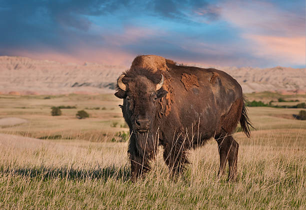 badlands american bison bull - badlands nationalpark stock-fotos und bilder
