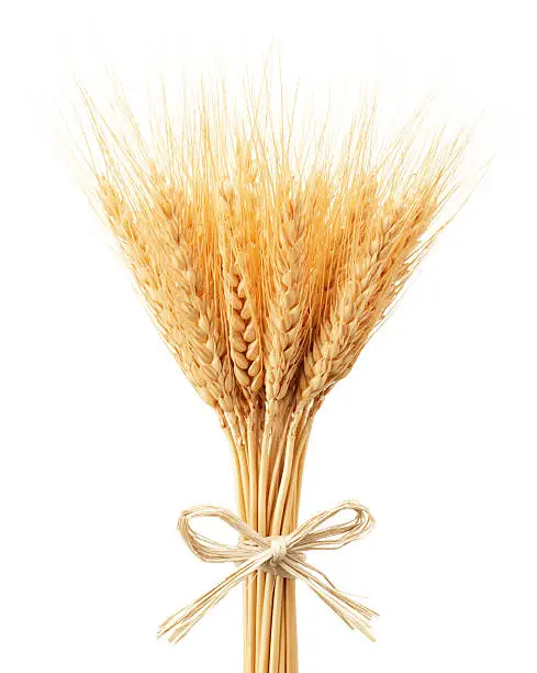 bunch of wheat ears isolated on white