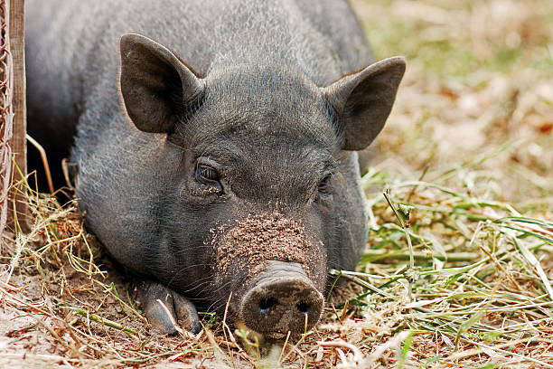 Traurig Schwein – Foto