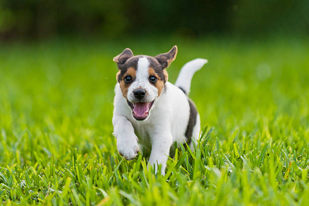 istock Beagle puppy running in the grass. 177523513