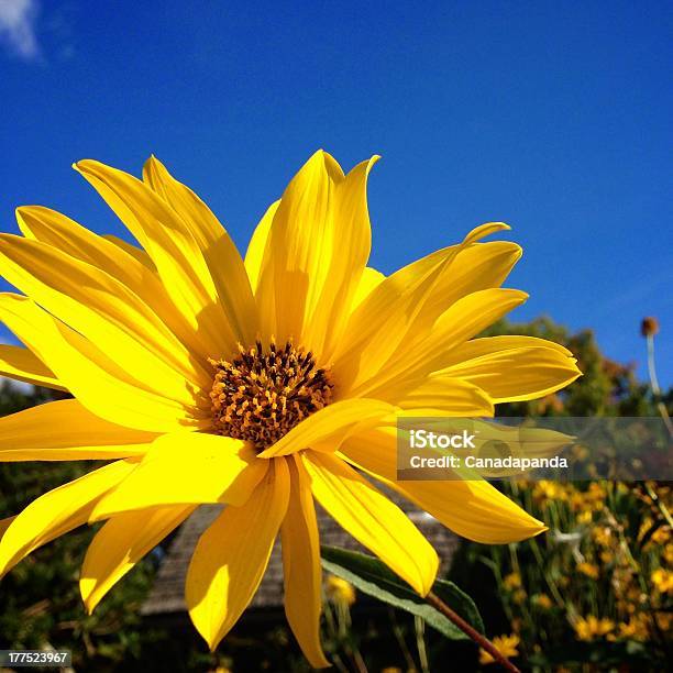 Sagittata In Bloom Stockfoto und mehr Bilder von Balsamwurzel - Balsamwurzel, Blau, Blume