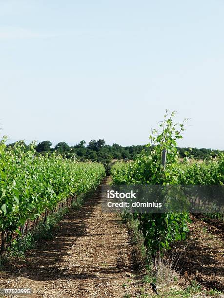 Foto de Jovem Vinhedo Uvas Nativas Apúlia Black Pessoa e mais fotos de stock de Agricultura - Agricultura, Comida e bebida, Céu - Fenômeno natural