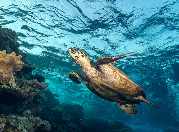 Turtle no Mar Vermelho - foto de acervo