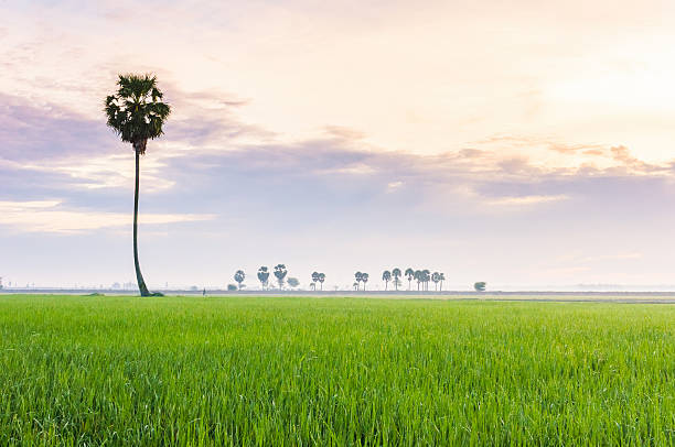 istock One palm (palmyra tree) on rice field in early morning 177524190